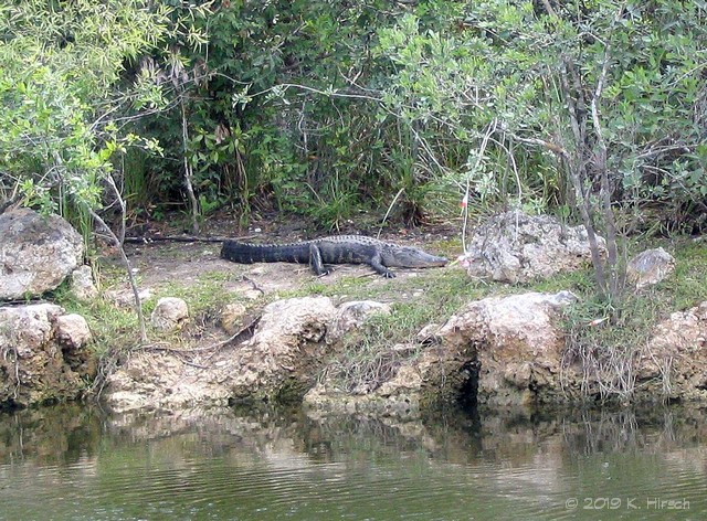 everglades alligator