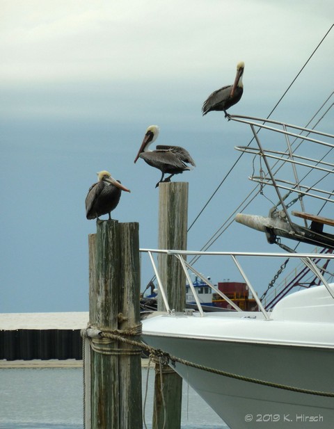 pelicans destin