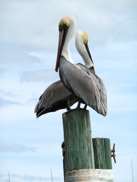 pelicans on pilings