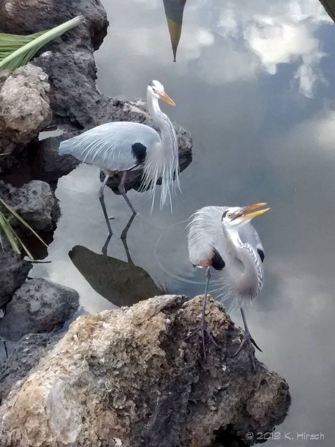 young herons